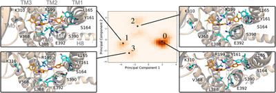 Essential Dynamics Ensemble Docking for Structure-Based GPCR Drug Discovery